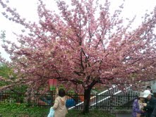 0422桜-1.jpg