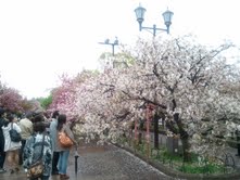 0422桜-2.jpg